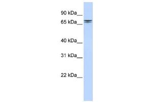 Image no. 1 for anti-Non-SMC Condensin II Complex, Subunit H2 (NCAPH2) antibody (ABIN2459917)