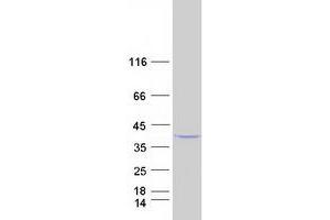 Image no. 1 for Phosphatidylinositol-Specific phospholipase C, X Domain Containing 1 (PLCXD1) protein (Myc-DYKDDDDK Tag) (ABIN2729140)