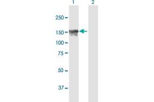 Image no. 1 for anti-Tonsoku-Like, DNA Repair Protein (NFKBIL2) (AA 1-1219) antibody (ABIN518340)