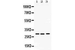 PSMA3 antibody  (Middle Region)