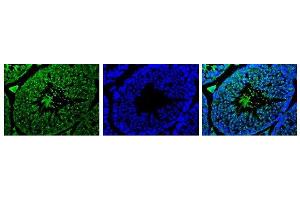 Image no. 2 for anti-Izumo Sperm-Egg Fusion 1 (IZUMO1) antibody (ABIN2452041)