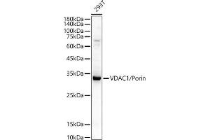 VDAC1 anticorps  (AA 1-283)