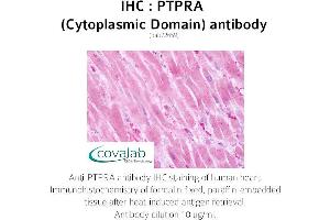 Image no. 2 for anti-Protein tyrosine Phosphatase, Receptor Type, A (PTPRA) (Cytoplasmic Domain) antibody (ABIN1738602)