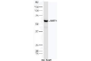 SIRT1 Antikörper  (AA 101-200)