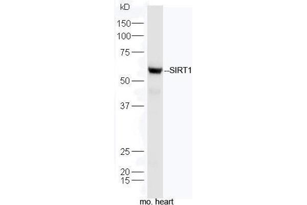 SIRT1 Antikörper  (AA 101-200)