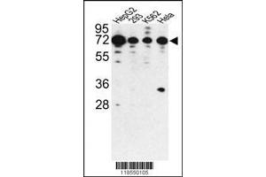 Image no. 1 for anti-Phosphatase and Actin Regulator 2 (PHACTR2) (N-Term) antibody (ABIN2492609)