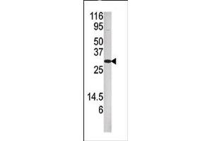 Image no. 1 for anti-Dual Specificity Phosphatase 3 (DUSP3) (N-Term) antibody (ABIN360840)