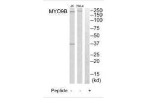 MYO9B Antikörper  (N-Term)