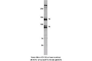 Image no. 1 for anti-Potassium Voltage-Gated Channel, Subfamily H (Eag-Related), Member 2 (KCNH2) (AA 850-920) antibody (ABIN2852289)