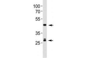 Image no. 3 for anti-Sonic Hedgehog (SHH) (AA 395-450) antibody (ABIN3029025)