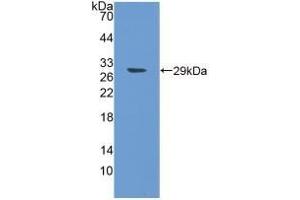 SPON1 抗体  (AA 597-801)