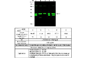 Image no. 1 for anti-Eukaryotic Translation Elongation Factor 1 beta 2 (EEF1B2) (AA 1-225) antibody (ABIN2692000)