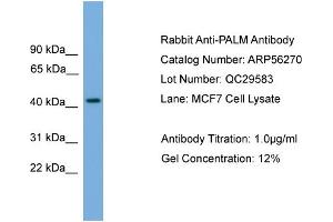 Image no. 2 for anti-Paralemmin (PALM) (N-Term) antibody (ABIN2786611)