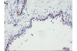 Image no. 1 for anti-Forkhead Box I1 (FOXI1) (AA 111-350) antibody (ABIN1490841)