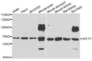 Image no. 2 for anti-Amyloid beta (A4) Precursor-Like Protein 1 (APLP1) antibody (ABIN6136993)
