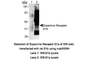 Image no. 1 for anti-Dopamine Receptor D5 (DRD5) (C-Term) antibody (ABIN363248)