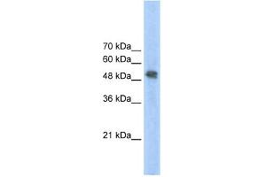 Image no. 2 for anti-Ferrochelatase (FECH) (N-Term) antibody (ABIN2776936)