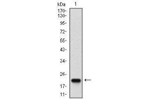 Image no. 2 for anti-Caspase 7, Apoptosis-Related Cysteine Peptidase (CASP7) (AA 29-198) antibody (ABIN5542605)