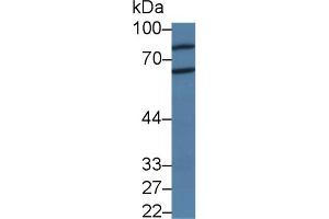 Image no. 1 for anti-Peptidyl Arginine Deiminase, Type II (PADI2) (AA 1-300) antibody (ABIN1869655)