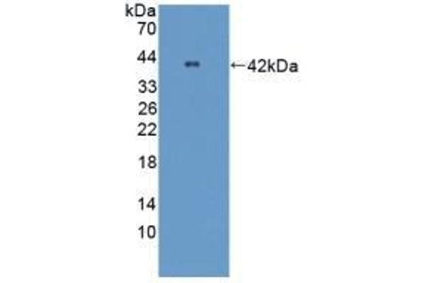 OPTN antibody  (AA 1-300)