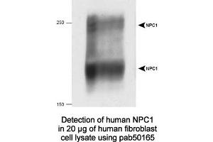 Image no. 2 for anti-Niemann-Pick Disease, Type C1 (NPC1) (C-Term) antibody (ABIN363474)