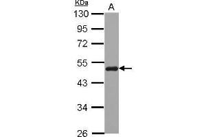 Image no. 1 for anti-Sorting Nexin 5 (SNX5) (Center) antibody (ABIN2854583)
