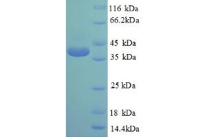 Image no. 1 for cAMP Responsive Element Binding Protein 1 (CREB1) (AA 1-341), (full length) protein (His tag) (ABIN5709323)
