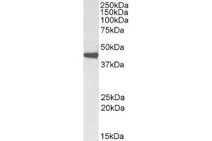 Image no. 4 for anti-Actin, alpha 2, Smooth Muscle, Aorta (ACTA2) (N-Term) antibody (ABIN185271)