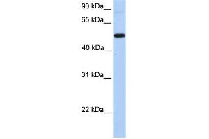 Image no. 1 for anti-UDP-N-Acetyl-alpha-D-Galactosamine:polypeptide N-Acetylgalactosaminyltransferase 13 (GalNAc-T13) (GALNT13) (N-Term) antibody (ABIN636022)