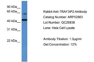 Image no. 1 for anti-TRAF3 Interacting Protein 2 (TRAF3IP2) (N-Term) antibody (ABIN2785129)