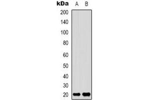 Image no. 2 for anti-RNA Polymerase II TBP-Associated Factor Subunit G (TAF9) (N-Term) antibody (ABIN2801380)