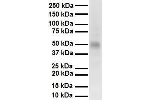 Image no. 4 for anti-Protein Inhibitor of Activated STAT, 2 (PIAS2) (C-Term) antibody (ABIN2779873)