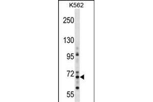 ZN Antibody (Center) (ABIN1538057 and ABIN2850128) western blot analysis in K562 cell line lysates (35 μg/lane).