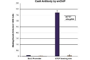 Image no. 3 for anti-CRISPR-Cas9 (N-Term) antibody (ABIN6971499)