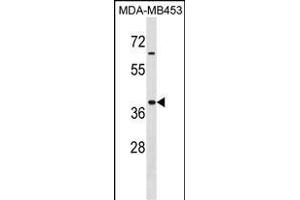 Mouse Hoxa9 Antibody (Center) (ABIN1537906 and ABIN2849887) western blot analysis in MDA-M cell line lysates (35 μg/lane).