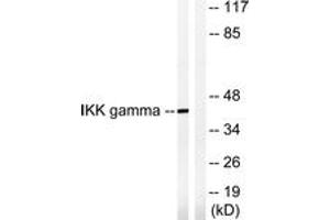 Image no. 1 for anti-Inhibitor of kappa Light Polypeptide Gene Enhancer in B-Cells, Kinase gamma (IKBKG) (AA 51-100) antibody (ABIN1532742)