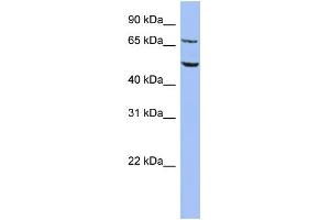Image no. 1 for anti-Replication Initiator 1 (REPIN1) (Middle Region) antibody (ABIN2780903)