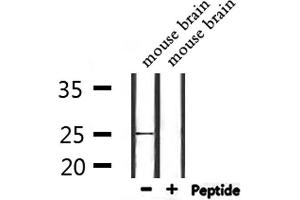 Image no. 1 for anti-Nucleolar Protein 12 (NOL12) (C-Term) antibody (ABIN6263684)