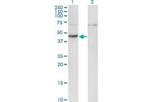 Image no. 2 for anti-Creatine Kinase, Muscle (CKM) (AA 1-381) antibody (ABIN514428)