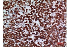 Image no. 4 for anti-Flavin Containing Monooxygenase 3 (FMO3) (Internal Region) antibody (ABIN3187948)