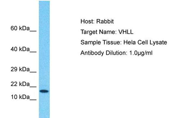 VHLL Antikörper  (N-Term)