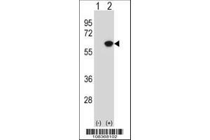 Image no. 2 for anti-Nucleosome Assembly Protein 1-Like 1 (NAP1L1) (AA 1-30), (N-Term) antibody (ABIN388625)