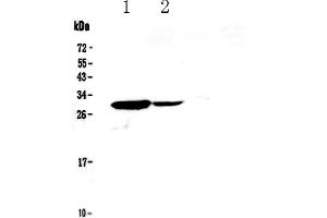 Image no. 1 for anti-Interleukin 17C (IL17C) (AA 19-197) antibody (ABIN5692880)