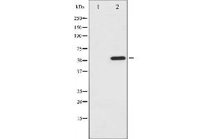 Image no. 4 for anti-Activating Transcription Factor 2 (ATF2) (pSer112), (pSer94) antibody (ABIN6256110)