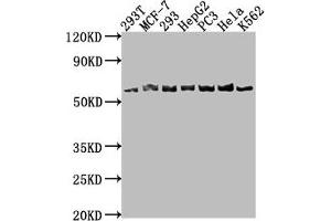APCDD1 antibody  (AA 22-288)