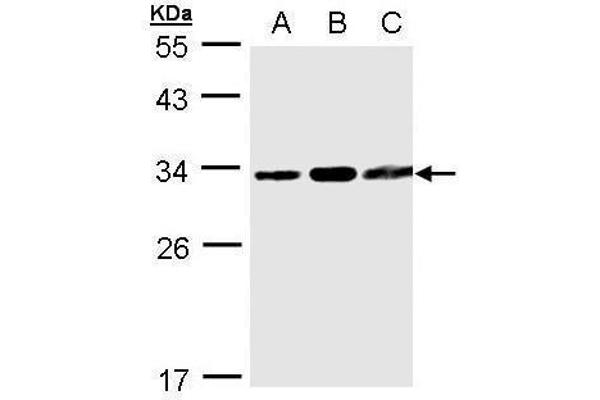 TATDN1 抗体  (Center)
