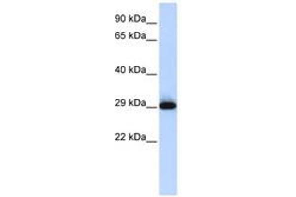 SUSD3 anticorps  (AA 35-84)