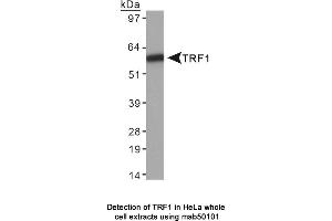 anti-Telomeric Repeat Binding Factor (NIMA-Interacting) 1 (TERF1) antibody