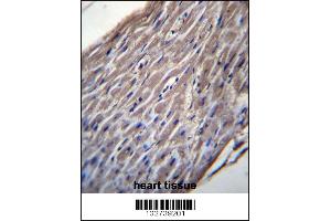 Image no. 2 for anti-Blood Vessel Epicardial Substance (BVES) (AA 313-342), (C-Term) antibody (ABIN656934)