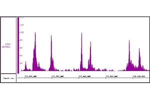 Image no. 2 for anti-CCCTC-Binding Factor (Zinc Finger Protein) (CTCF) antibody (ABIN6971554)